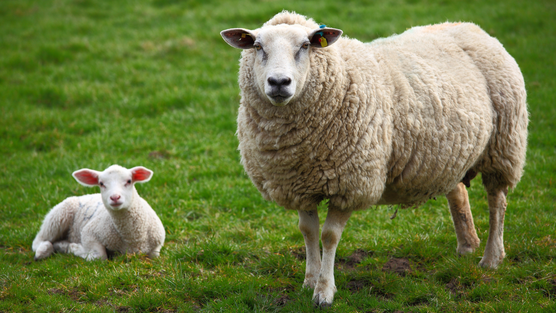Zoonoses on sheep farms: Why clean hands and good disinfection really matter
